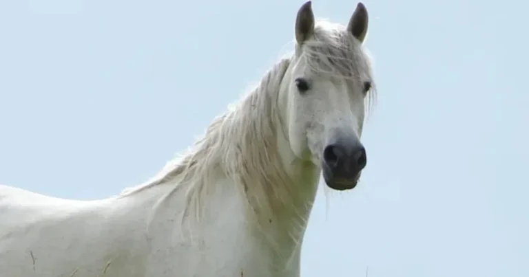 The Summer of the Beautiful White Horse Summary
