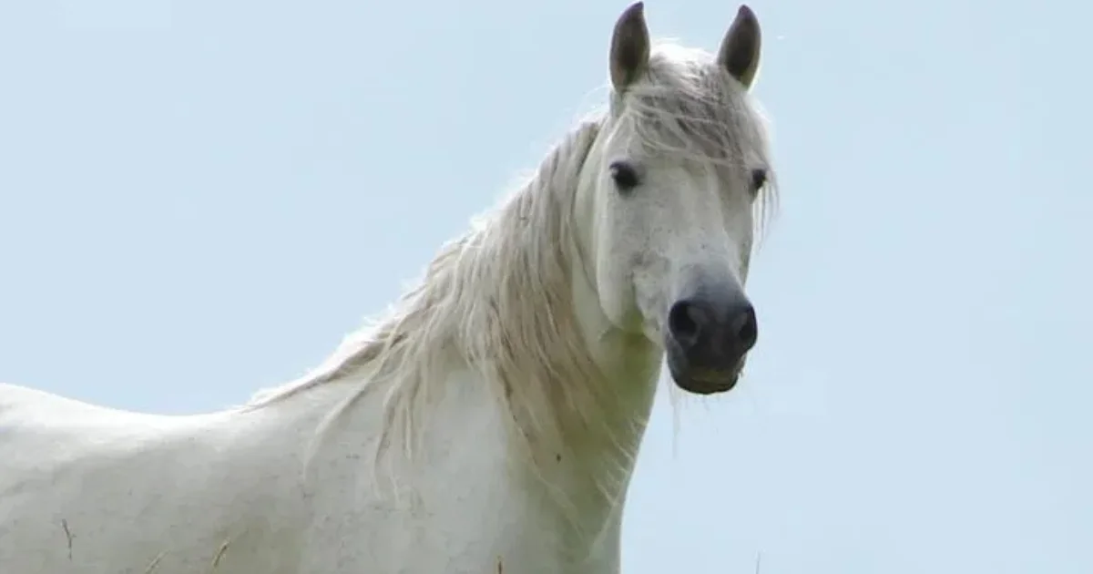 The Summer of the Beautiful White Horse Summary